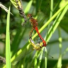 --- Blutrote Heidelibelle (Sympetrum sanguineum) ---