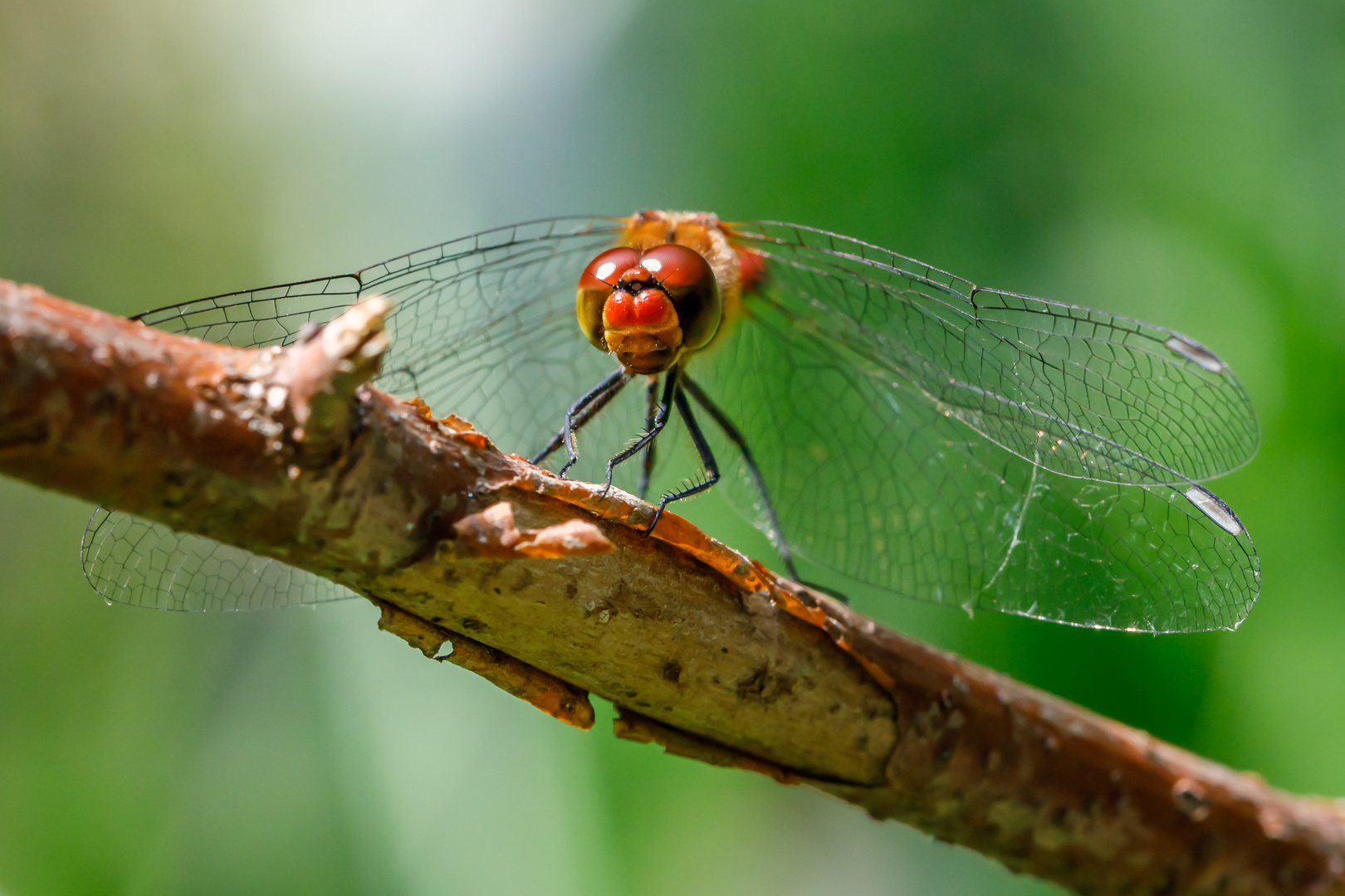 Blutrote Heidelibelle, Sympetrum sanguineum