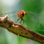 Blutrote Heidelibelle, Sympetrum sanguineum