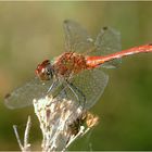 Blutrote Heidelibelle (Sympetrum sanguineum )