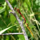 ... Blutrote Heidelibelle (Sympetrum sanguineum) ... 