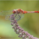 blutrote heidelibelle (sympetrum sanguineum) ....