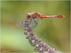 blutrote heidelibelle (sympetrum sanguineum) ....