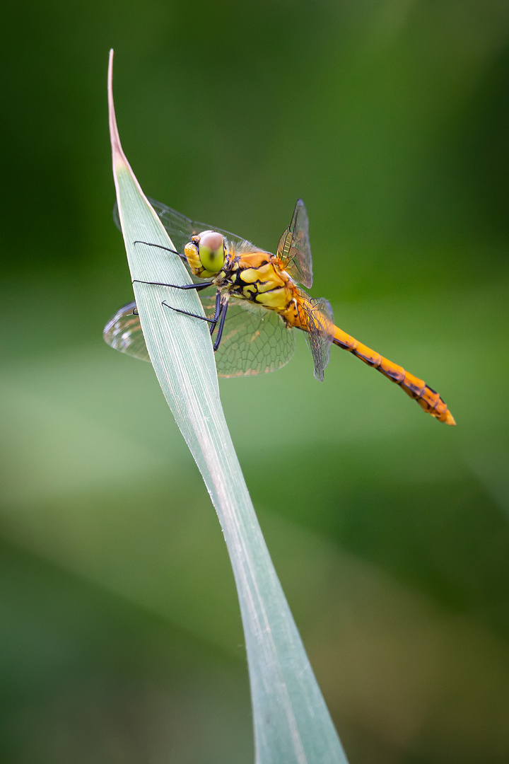 Blutrote Heidelibelle - sympetrum sanguineum