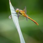 Blutrote Heidelibelle - sympetrum sanguineum