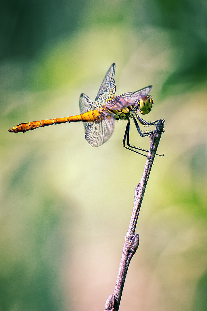 Blutrote Heidelibelle - sympetrum sanguineum