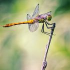 Blutrote Heidelibelle - sympetrum sanguineum