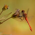 Blutrote Heidelibelle (Sympetrum sanguineum)