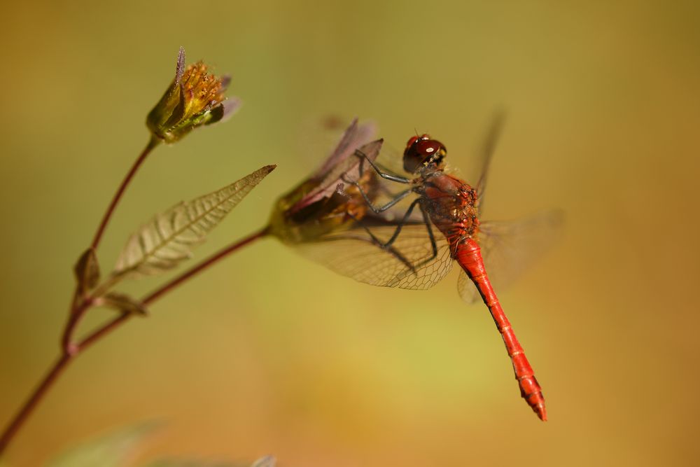 Blutrote Heidelibelle (Sympetrum sanguineum)