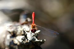 Blutrote Heidelibelle (Sympetrum sanguineum) (I)