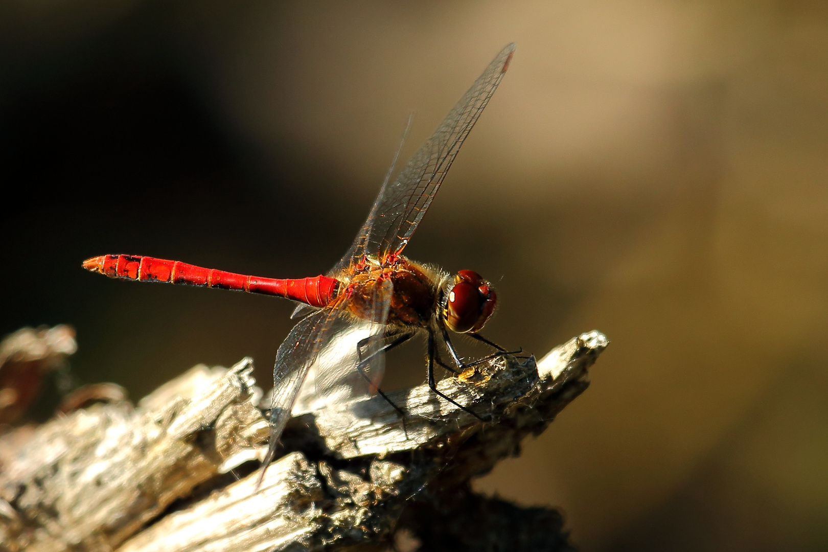 Blutrote Heidelibelle (Sympetrum sanguineum) (II)