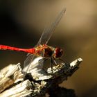 Blutrote Heidelibelle (Sympetrum sanguineum) (II)