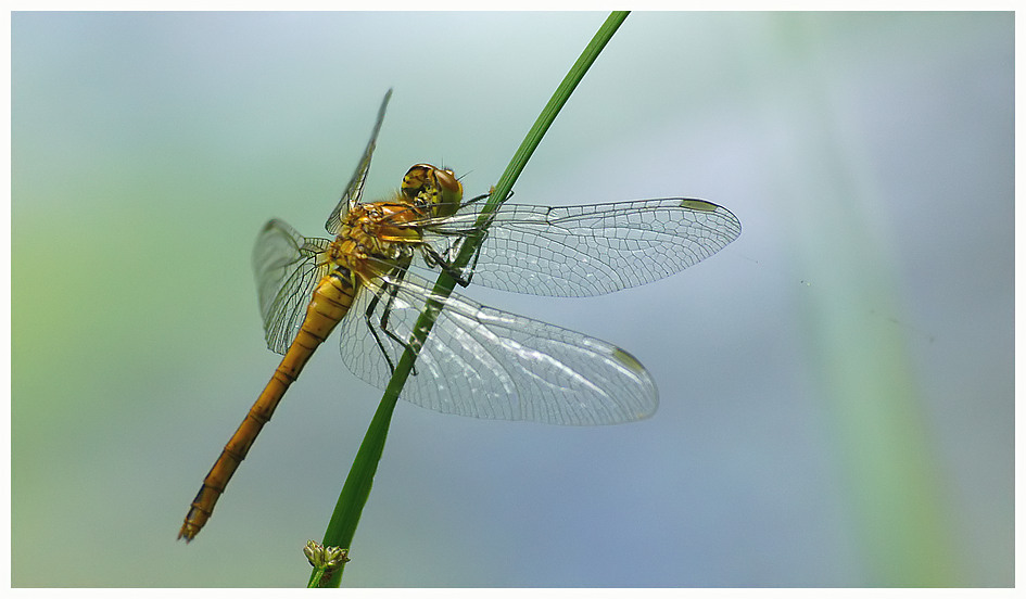 Blutrote Heidelibelle (Sympetrum sanguineum) Junges Weibchen