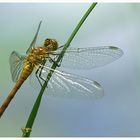 Blutrote Heidelibelle (Sympetrum sanguineum) Junges Weibchen