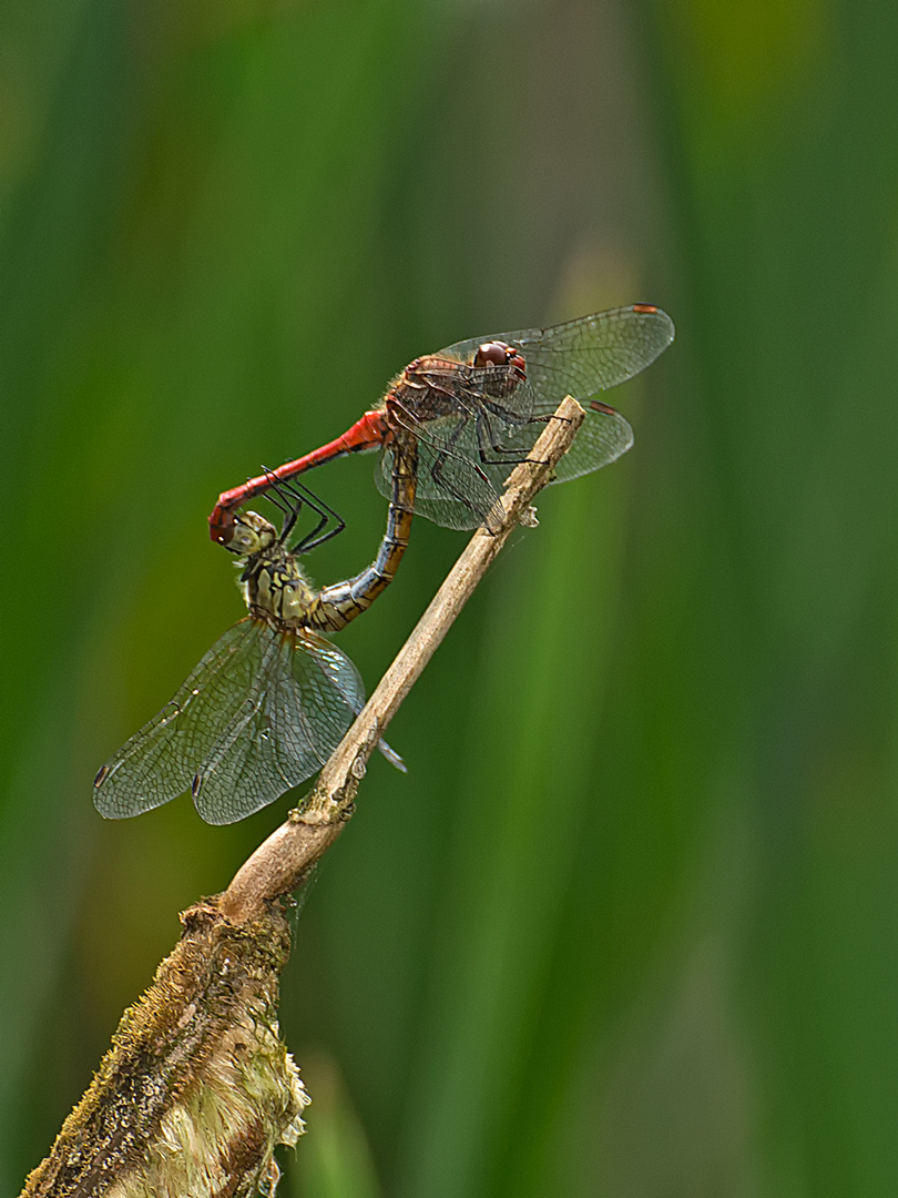 Blutrote Heidelibelle - Sympetrum sanguineum - Kopula