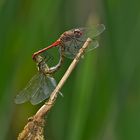 Blutrote Heidelibelle - Sympetrum sanguineum - Kopula