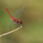 Blutrote Heidelibelle – Sympetrum sanguineum (M)