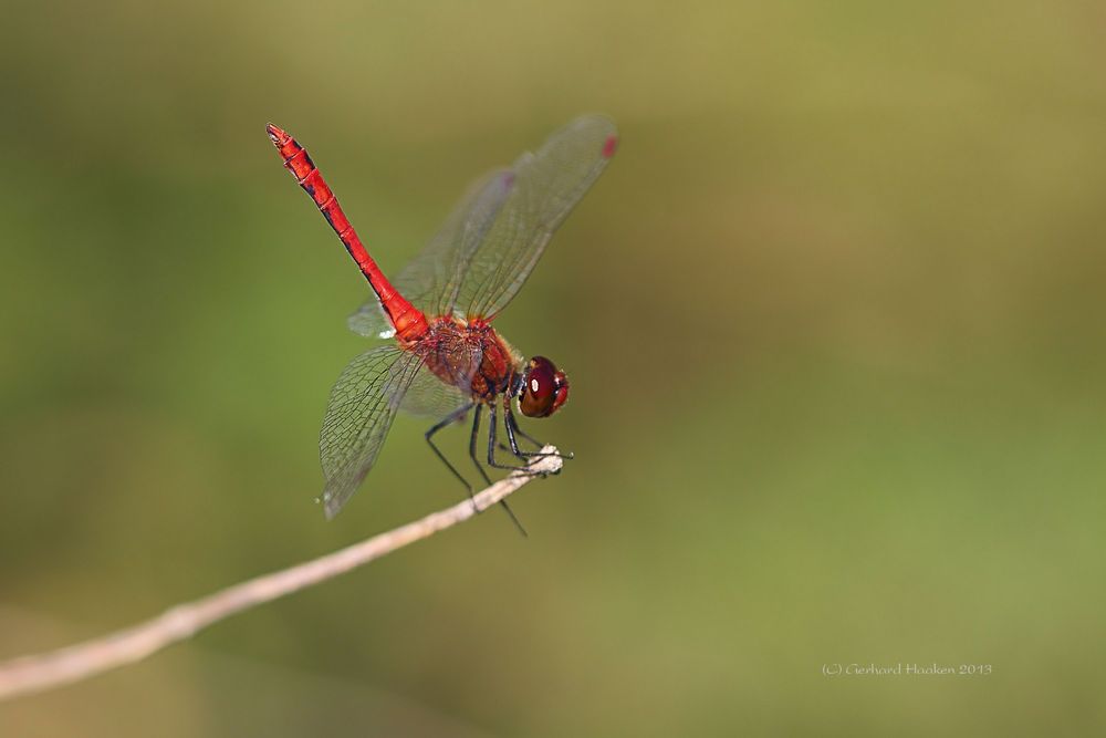 Blutrote Heidelibelle – Sympetrum sanguineum (M)