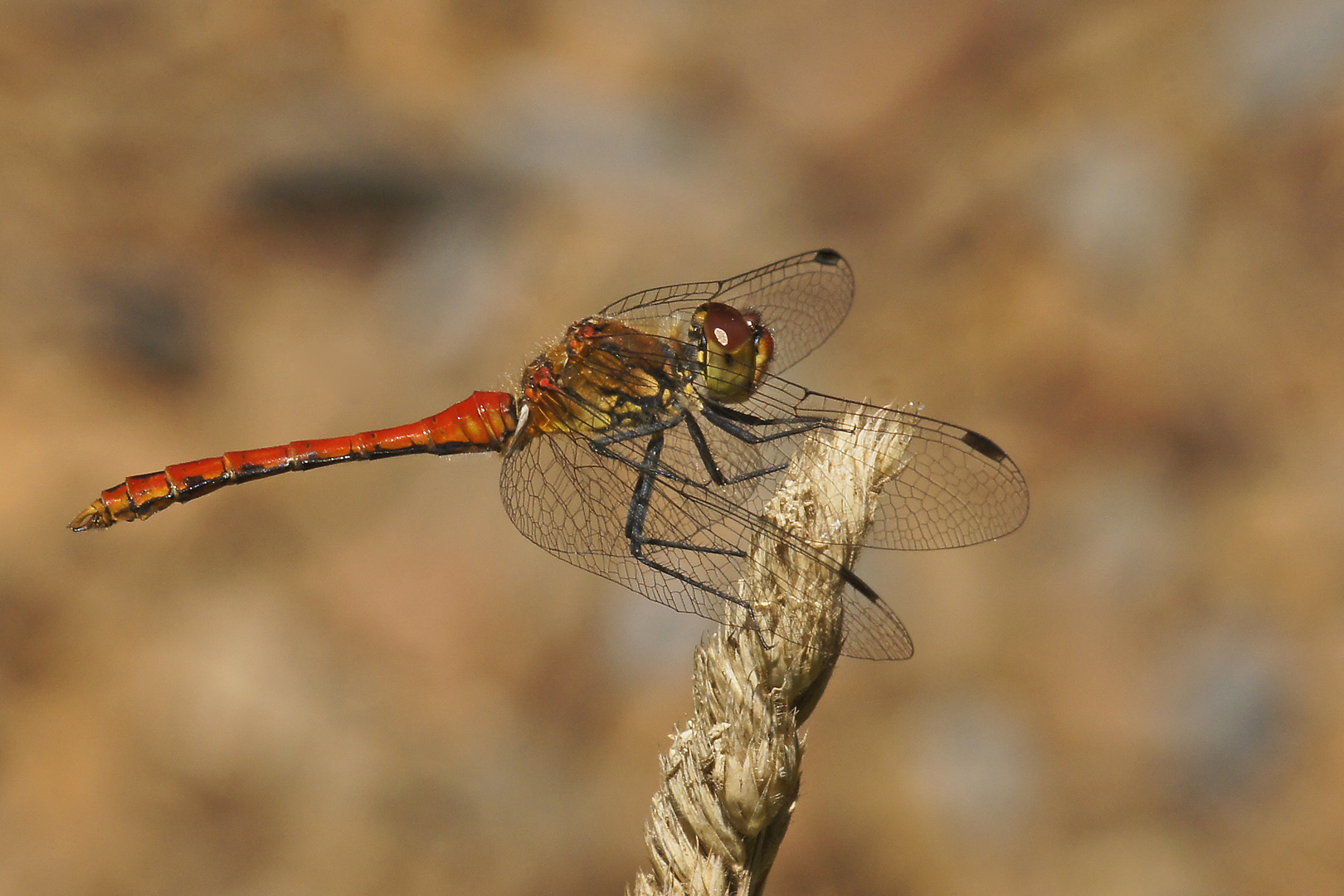 Blutrote Heidelibelle (Sympetrum sanguineum), Männchen