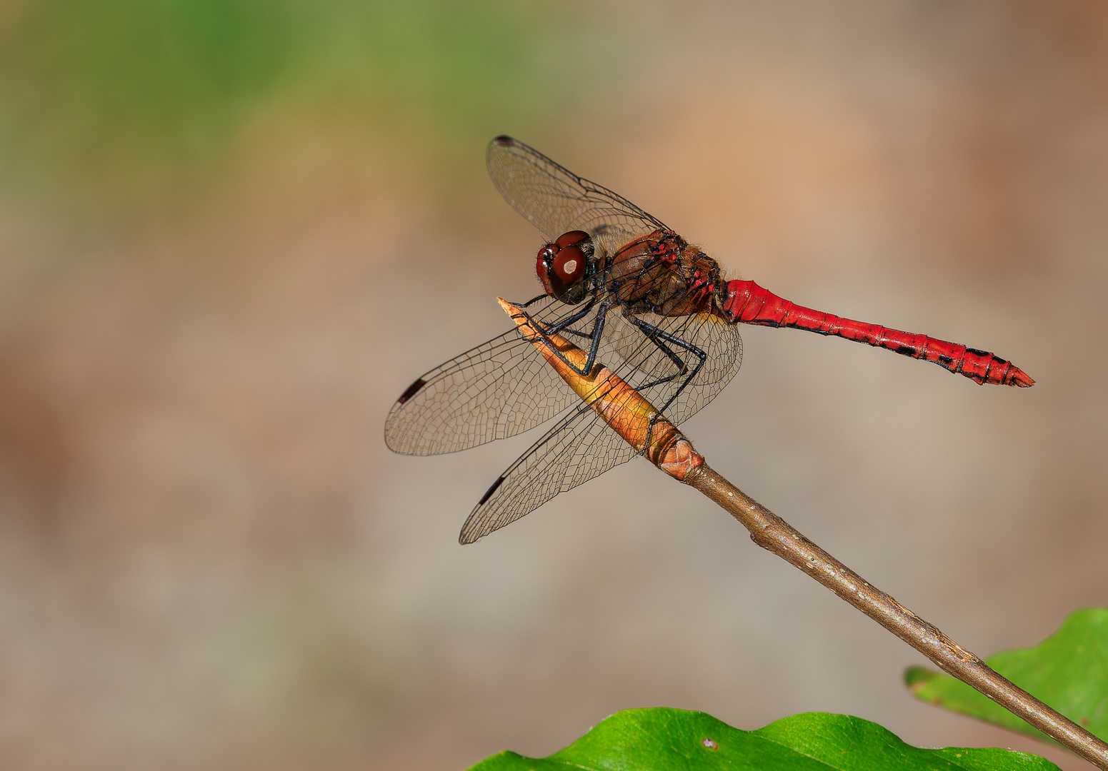 Blutrote Heidelibelle (Sympetrum sanguineum) Männchen