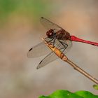 Blutrote Heidelibelle (Sympetrum sanguineum) Männchen