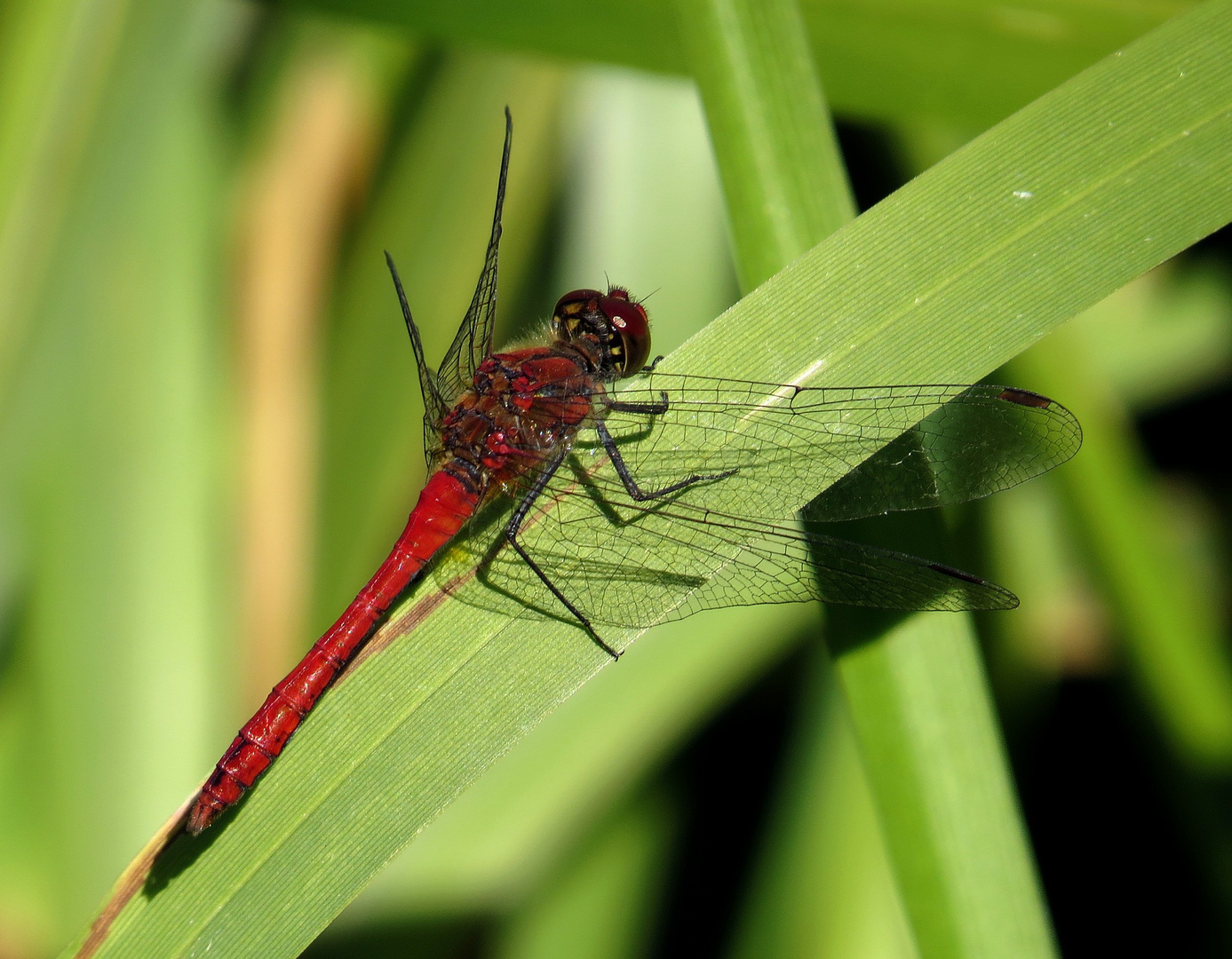 Blutrote Heidelibelle (Sympetrum sanguineum), Männchen