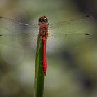 Blutrote Heidelibelle (Sympetrum sanguineum) Männchen 