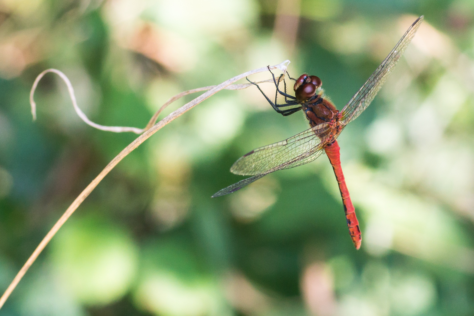 Blutrote Heidelibelle (Sympetrum sanguineum) Männchen