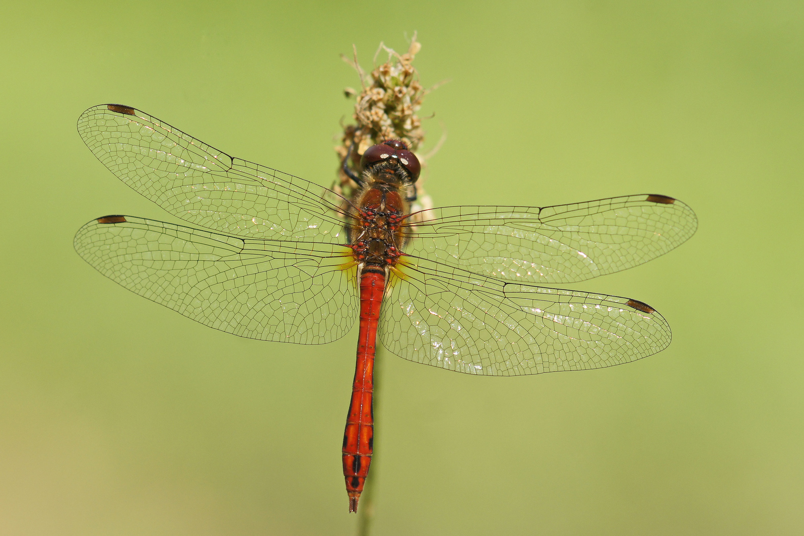 Blutrote Heidelibelle (Sympetrum sanguineum), Männchen