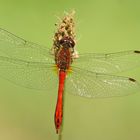 Blutrote Heidelibelle (Sympetrum sanguineum), Männchen