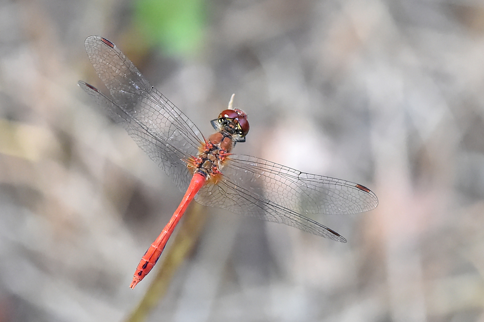 Blutrote Heidelibelle (Sympetrum sanguineum) Männchen