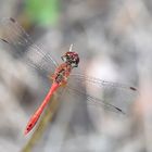 Blutrote Heidelibelle (Sympetrum sanguineum) Männchen