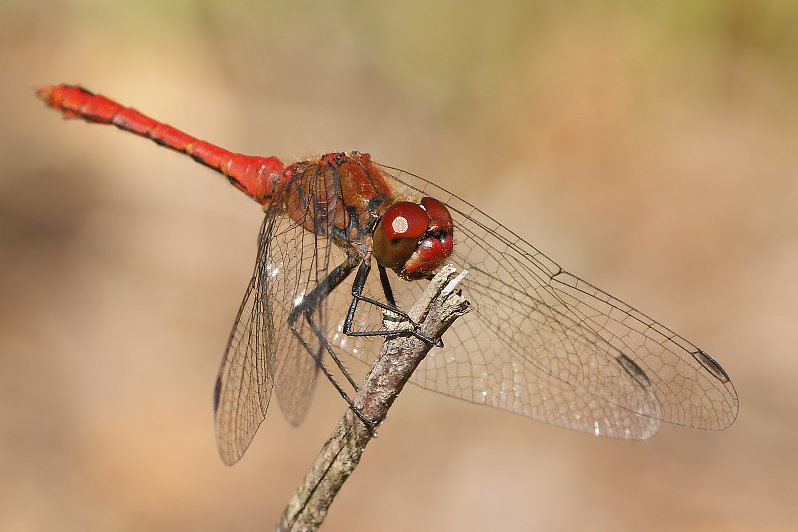 Blutrote Heidelibelle (Sympetrum sanguineum), Männchen