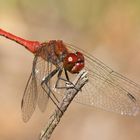 Blutrote Heidelibelle (Sympetrum sanguineum), Männchen