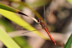 Blutrote Heidelibelle (Sympetrum sanguineum) Männchen