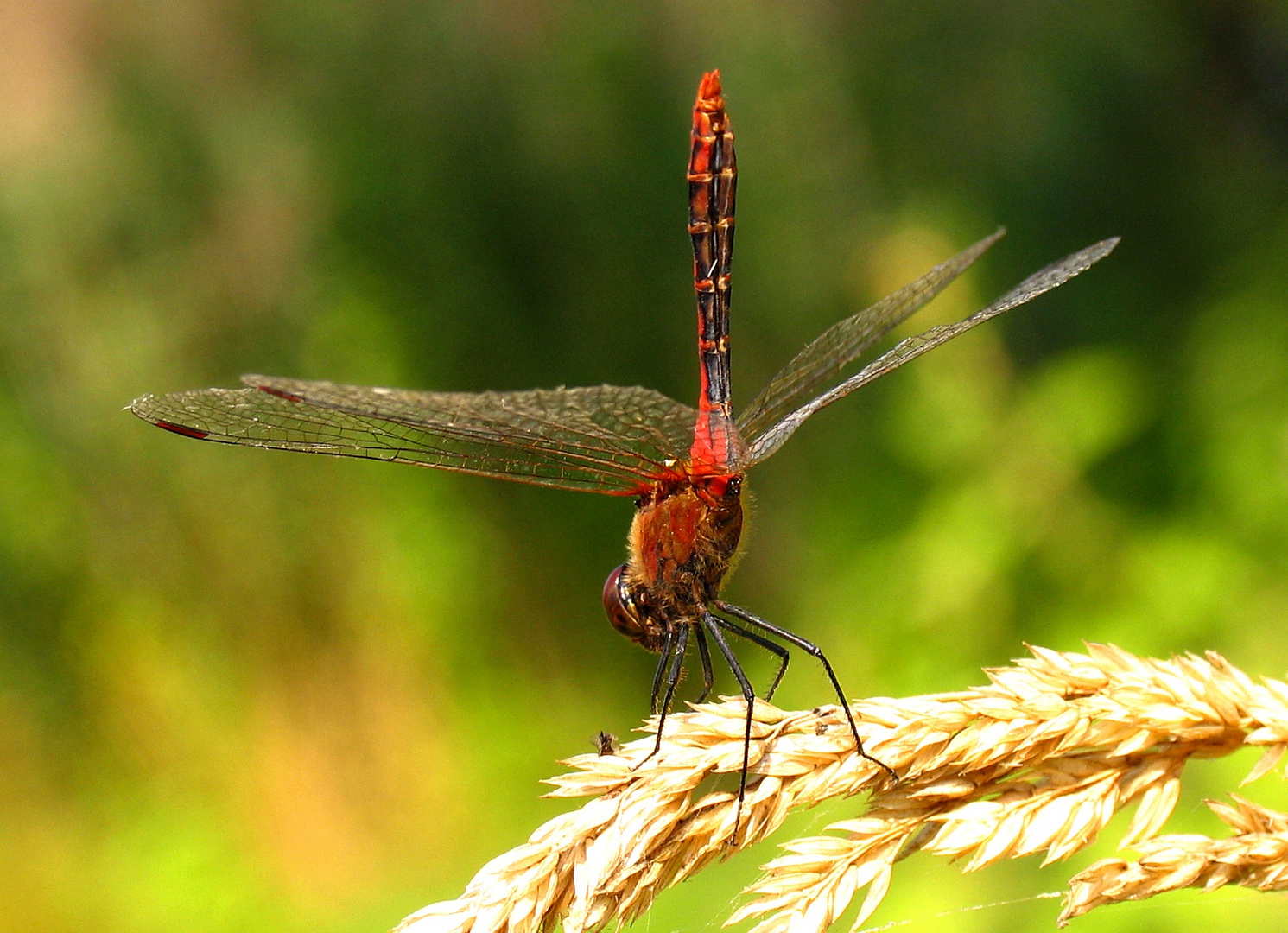 Blutrote Heidelibelle (Sympetrum sanguineum), Männchen in "Obelisk" - Stellung