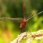 Blutrote Heidelibelle (Sympetrum sanguineum), Männchen in "Obelisk" - Stellung