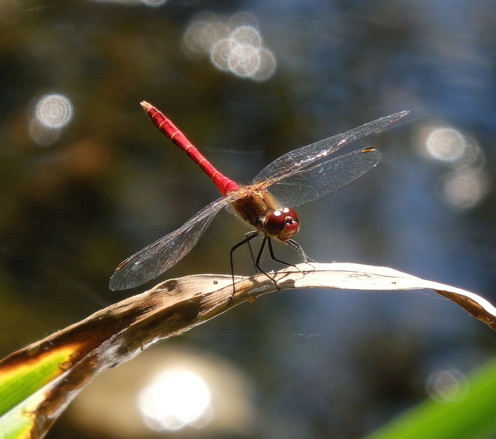 Blutrote Heidelibelle (Sympetrum sanguineum) mit "Handicap" - Männchen