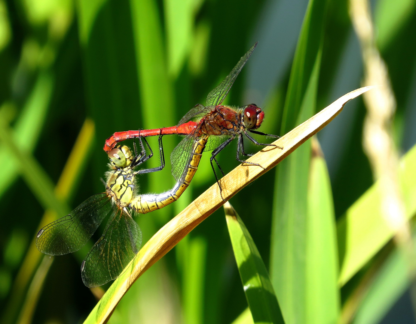 Blutrote Heidelibelle (Sympetrum sanguineum), Paarungsrad