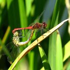 Blutrote Heidelibelle (Sympetrum sanguineum), Paarungsrad