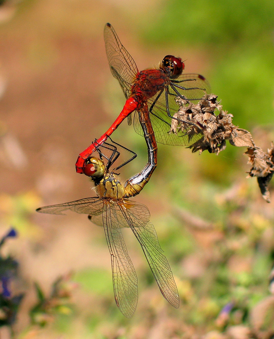 Blutrote Heidelibelle (Sympetrum sanguineum), Paarungsrad