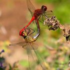 Blutrote Heidelibelle (Sympetrum sanguineum), Paarungsrad