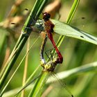  Blutrote Heidelibelle (Sympetrum sanguineum), Paarungsrad