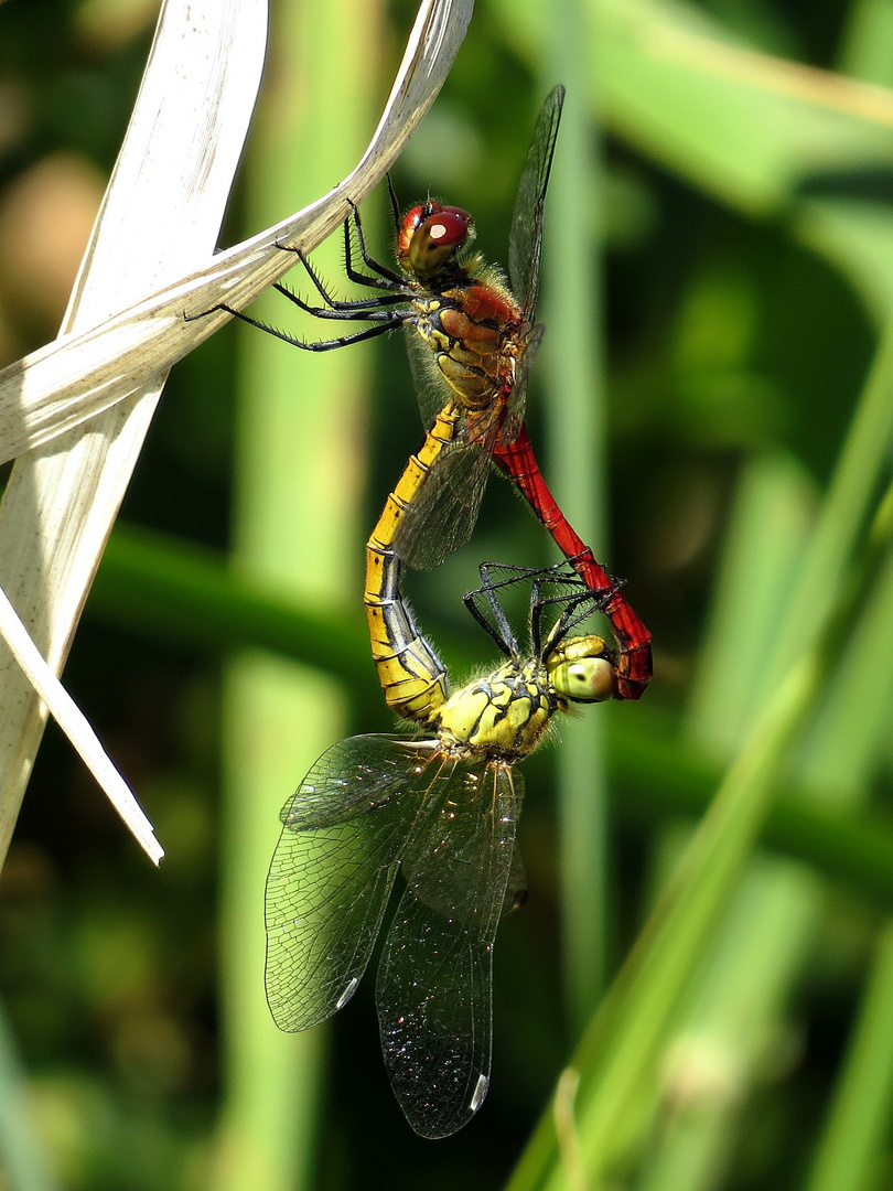 Blutrote Heidelibelle (Sympetrum sanguineum), Paarungsrad