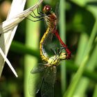 Blutrote Heidelibelle (Sympetrum sanguineum), Paarungsrad