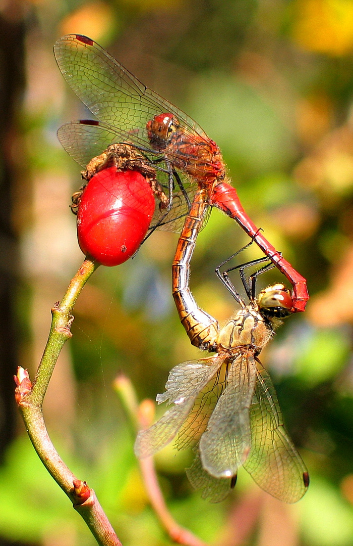 Blutrote Heidelibelle (Sympetrum sanguineum), Paarungsrad