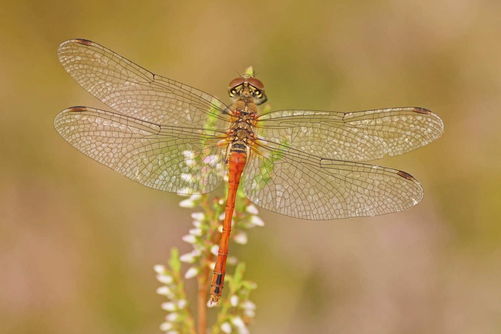 Blutrote Heidelibelle (Sympetrum sanguineum), Rotes Weibchen