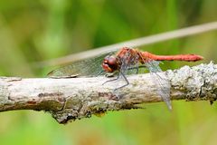 Blutrote Heidelibelle (Sympetrum sanguineum), ruddy darter