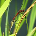 Blutrote Heidelibelle (Sympetrum sanguineum), Tandam