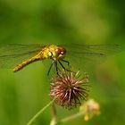 Blutrote Heidelibelle - Sympetrum sanguineum (w)